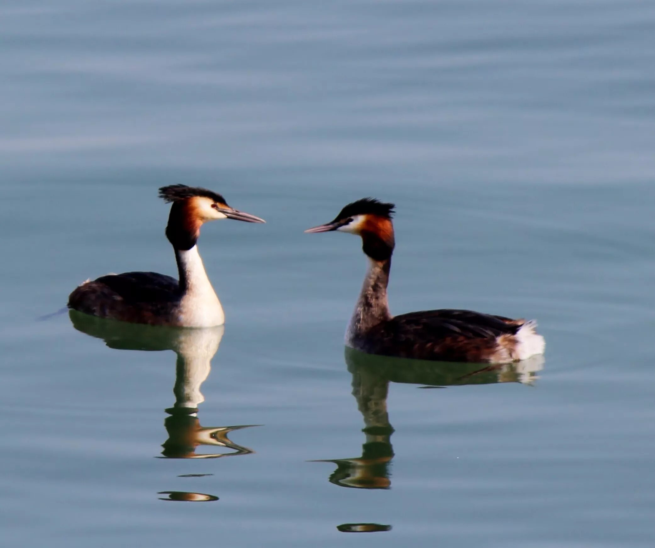 Разновидности уток диких с фото и названиями Free Images : wildlife, reflection, beak, romance, fauna, duck, vertebrate, pair