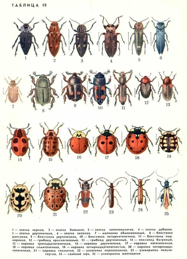 Разновидности жуков фото с названиями Ботанические рисунки, Жуки, Насекомые