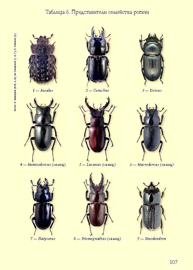 Разновидности жуков фото с названиями Картинки ЖУКИ НАУЧНЫЕ НАЗВАНИЯ