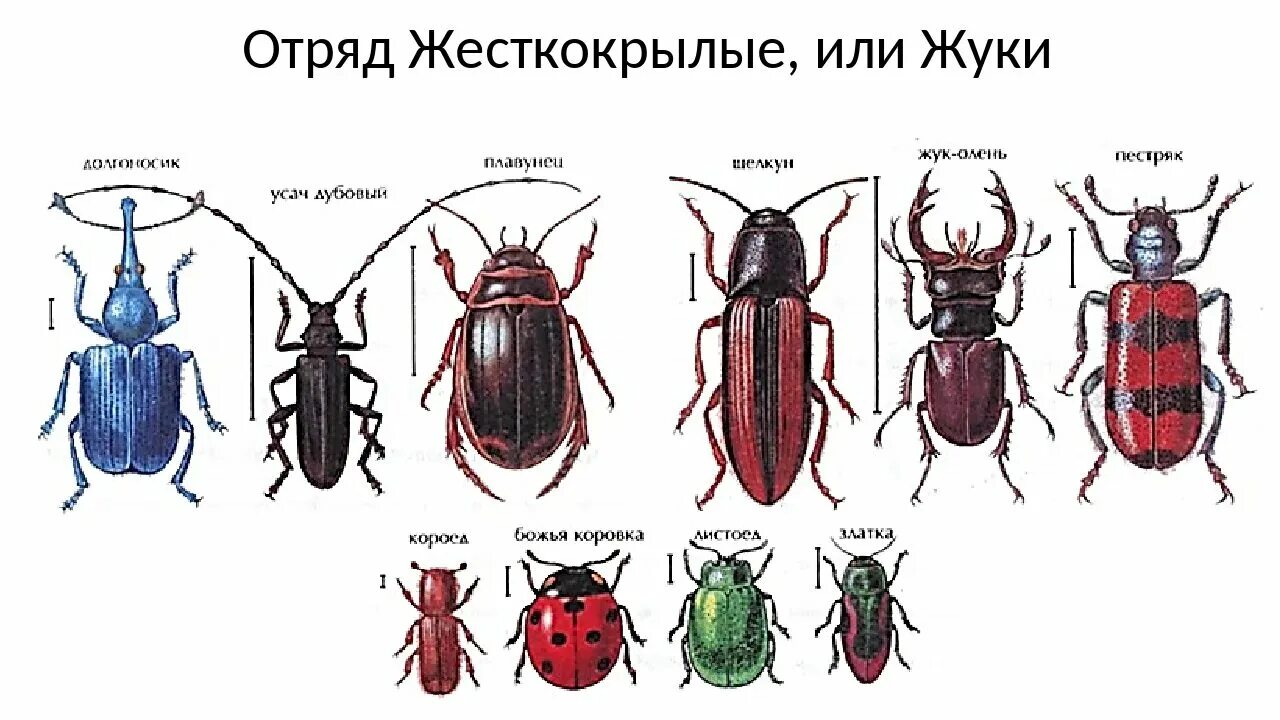 Разновидности жуков фото с названиями Картинки К КАКОМУ ТИПУ ОТНОСЯТСЯ ЖУКИ