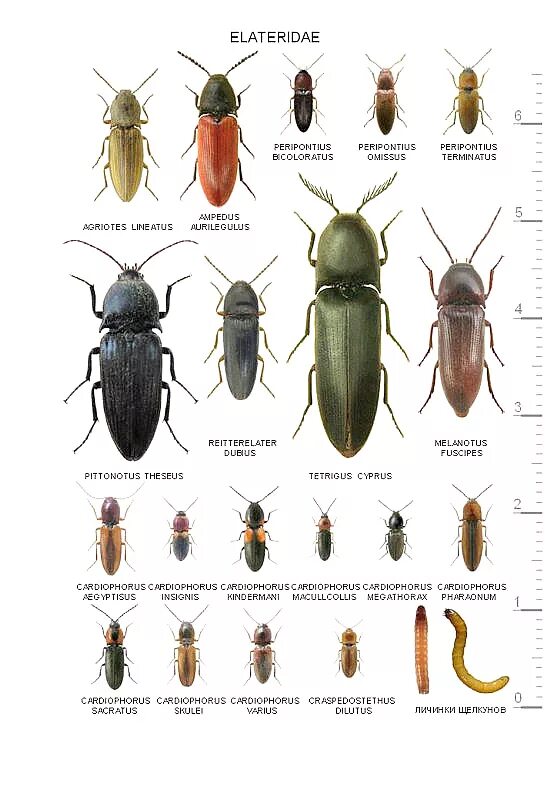 Разновидности жуков фото с названиями на русском Ю.А. Пташковский: "Жуки Израиля" - иллюстрированный атлас