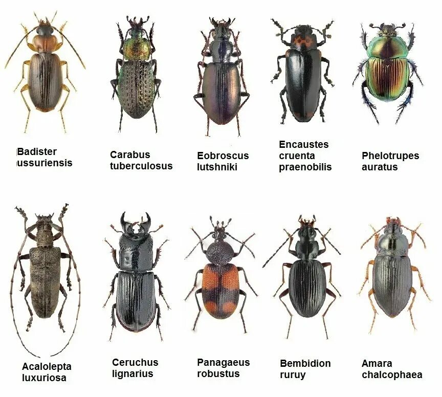 Разновидности жуков фото с названиями на русском Жуки виды: найдено 86 изображений