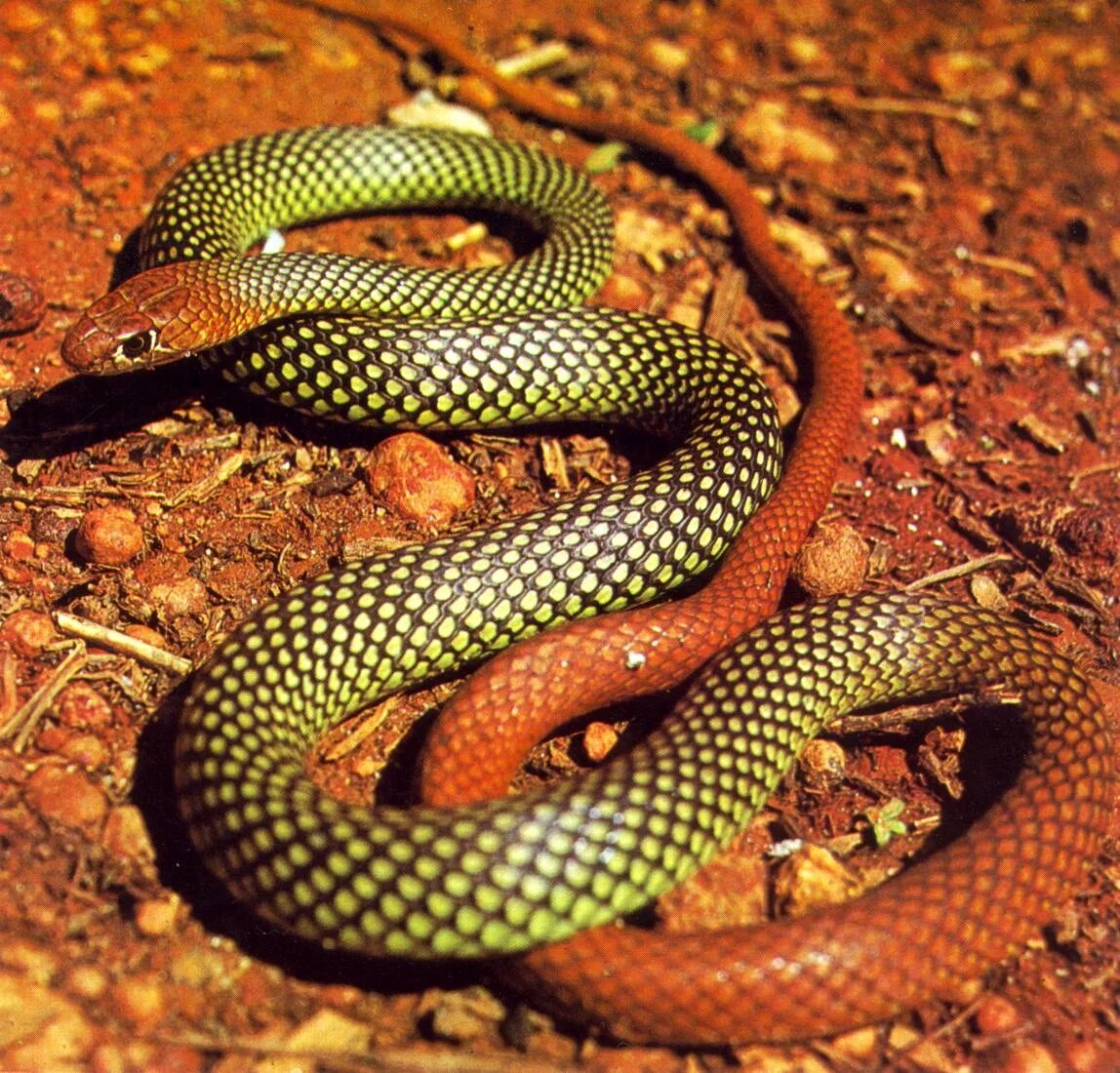 Разновидности змей фото Yellow-faced Whipsnake (Demansia psammophis)