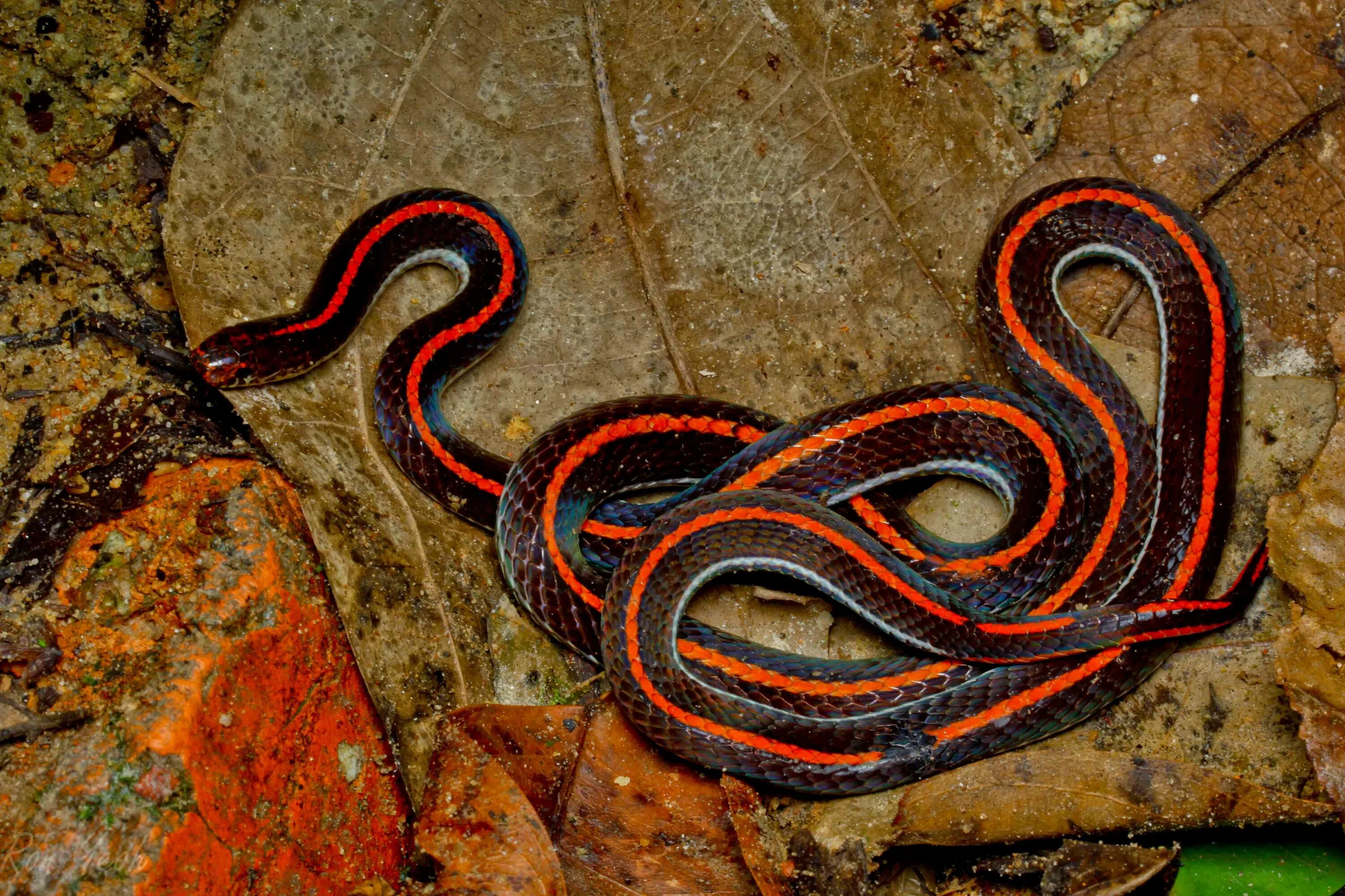 Разновидности змей фото the Malayan Banded Coral Snake: Coral snake, Snake, Snake scales