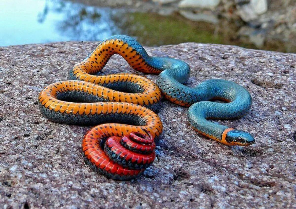 Разновидности змей фото La impresionante culebra de collar amarillo, Diadophis punctatus. Ocupan la mayo