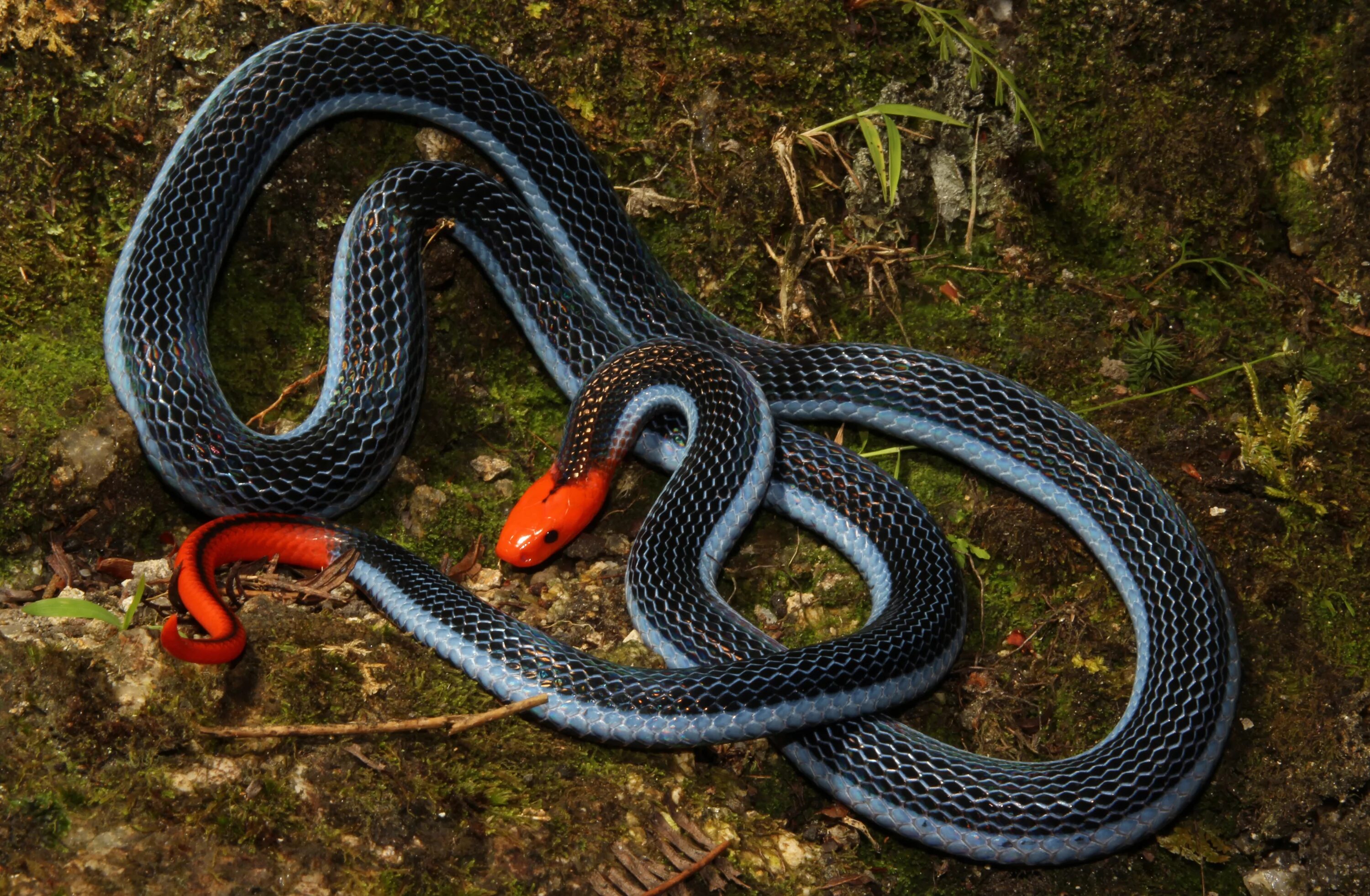 Разновидности змей фото This snake is a killer of killers - UQ News - The University of Queensland, Aust