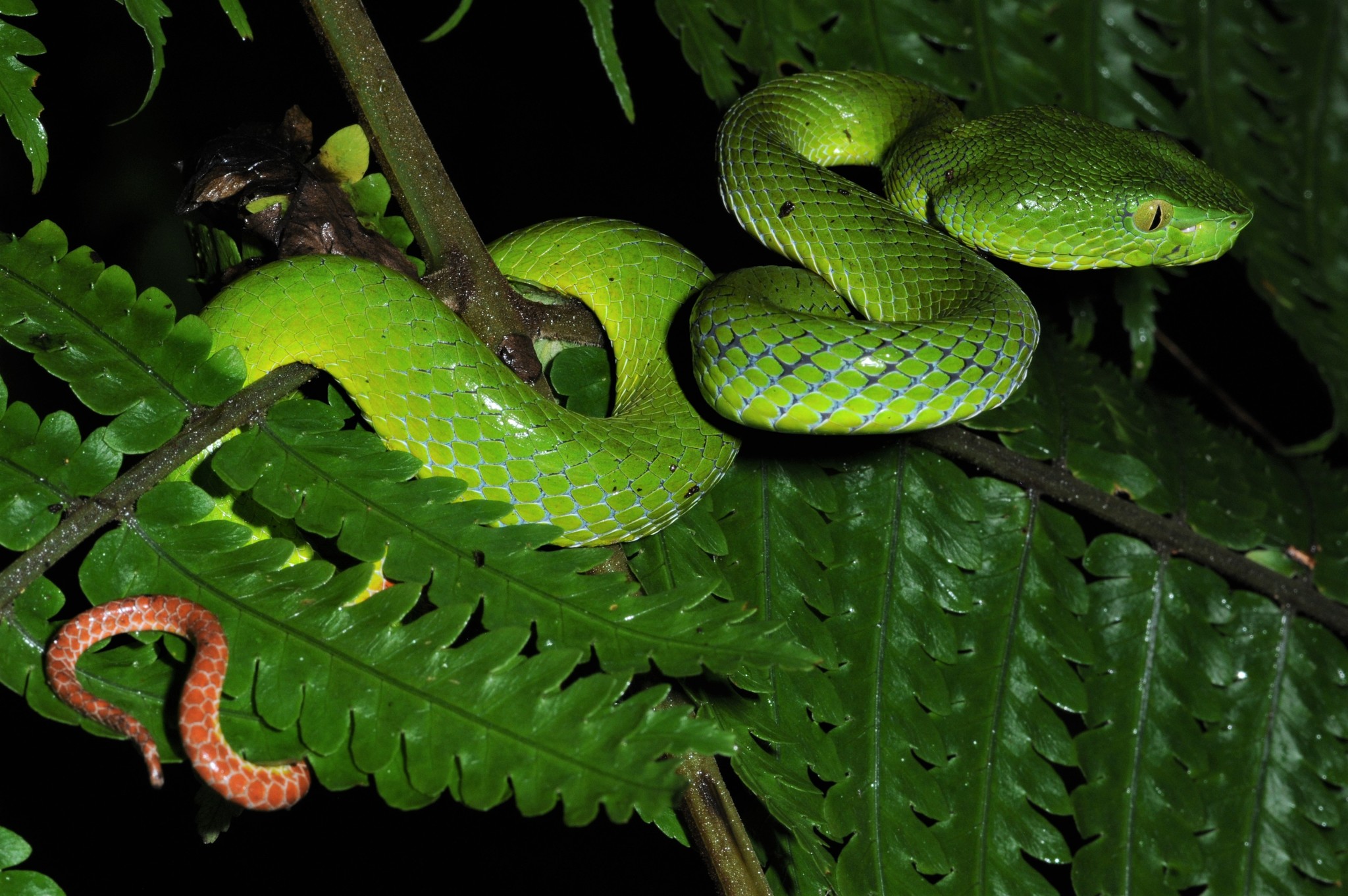 Разновидности змей фото File:Trimeresurus sabahi fucatus 179918113.jpg - Wikimedia Commons