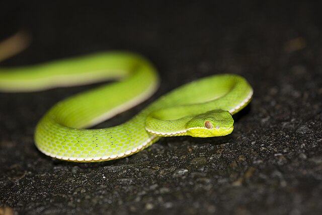 Разновидности змей фото File:Trimeresurus stejnegeri (34842470391).jpg - Wikimedia Commons