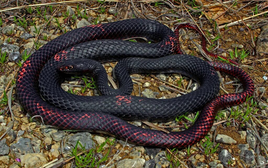 Разновидности змей фото Eastern Coachwhip (Coluber flagellum flagellum) April, 201. Flickr