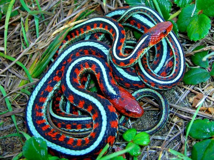 Разновидности змей фото и их названия Garter Snakes Garter snake, Beautiful snakes, Poisonous snakes