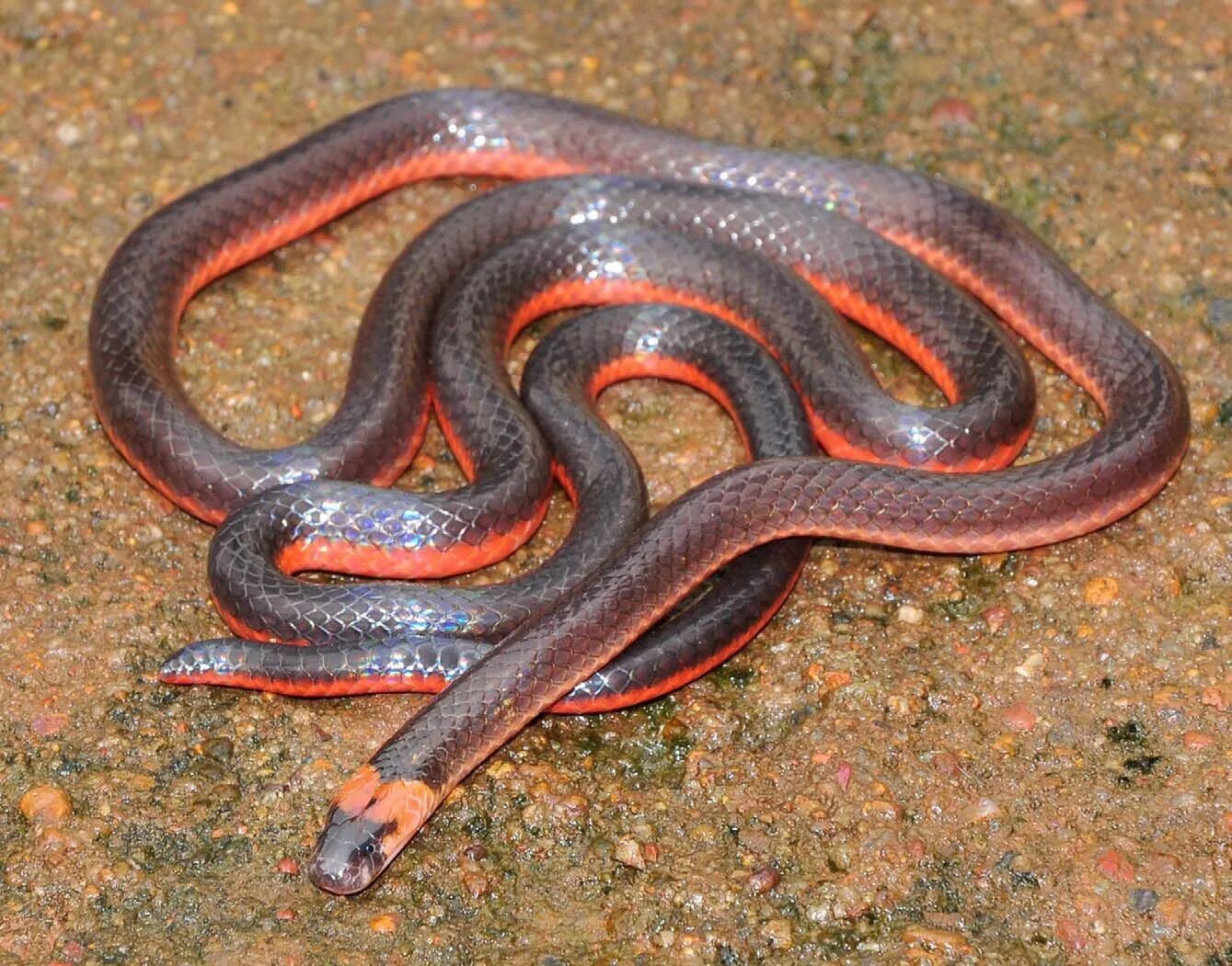 Разновидности змей фото и их названия Calliophis castoe, Castoe's Coral Snake, Dichole, Goa. Smith et al. (2012). New 