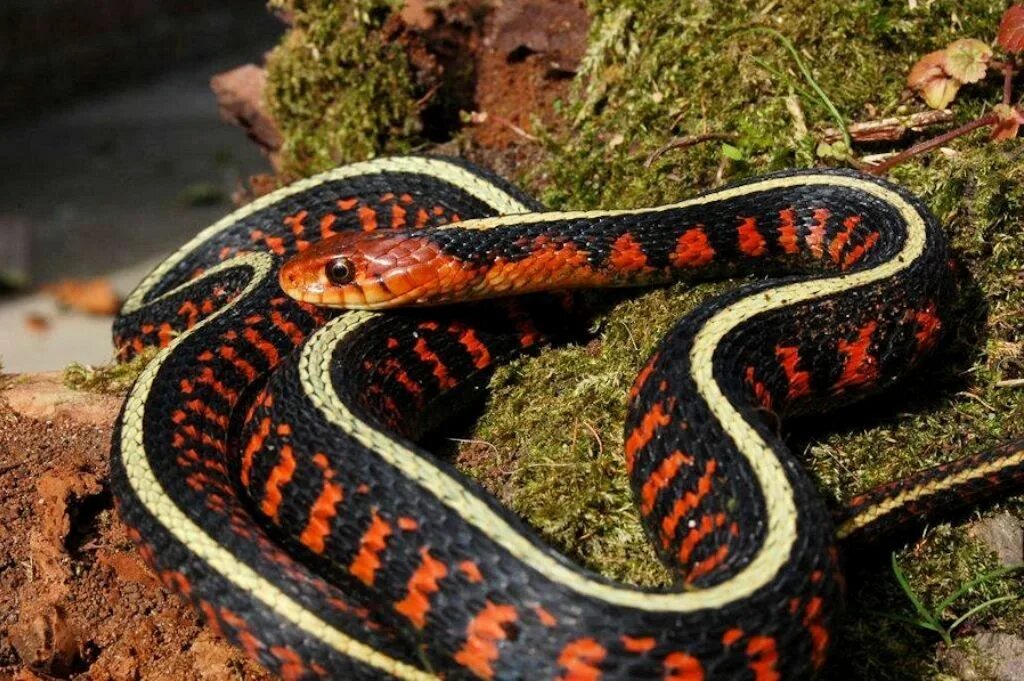 Разновидности змей фото и их названия Thamnophis sirtalis parietalis Reptilien, Schlangen