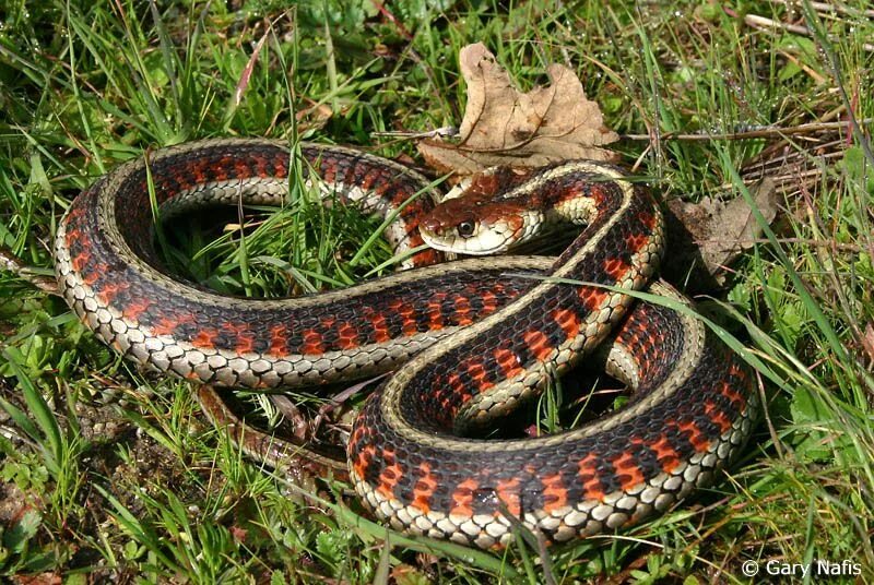 Разновидности змей фото и их названия California Red-sided Gartersnake Thamnophis sirtalis infernalis Snake, Garter sn