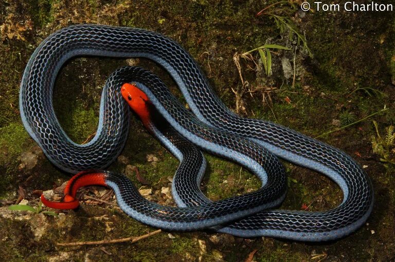 Разновидности змей фото названия змеи CalPhotos: Calliophis bivirgata flaviceps; Malaysian Blue Coral Snake