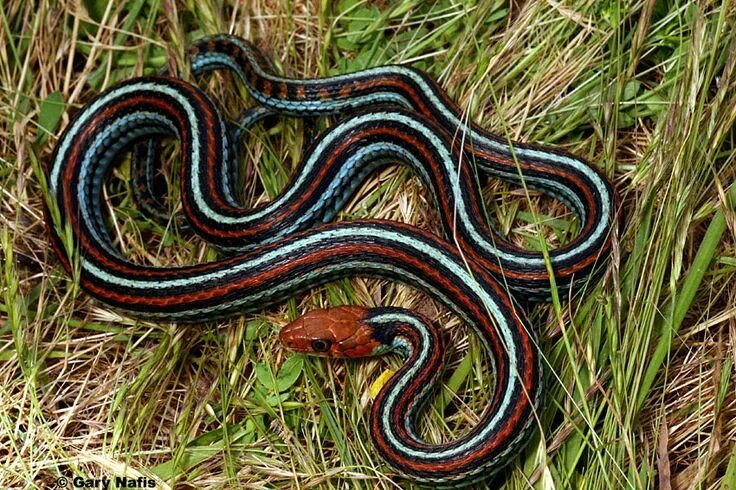 Разновидности змей фото названия змеи scalestails Snake images, Garter snake, Snake