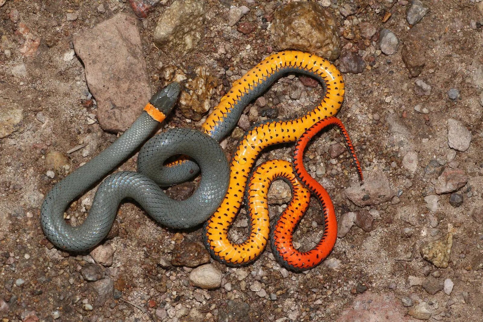 Разновидности змей фото названия змеи Regal Ringneck Snake (Diadophis punctatus regalis); Sycamore Canyon, AZ