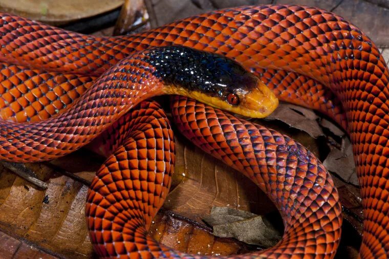 Разновидности змей фото названия змеи Ecuador's Yasuni National Park