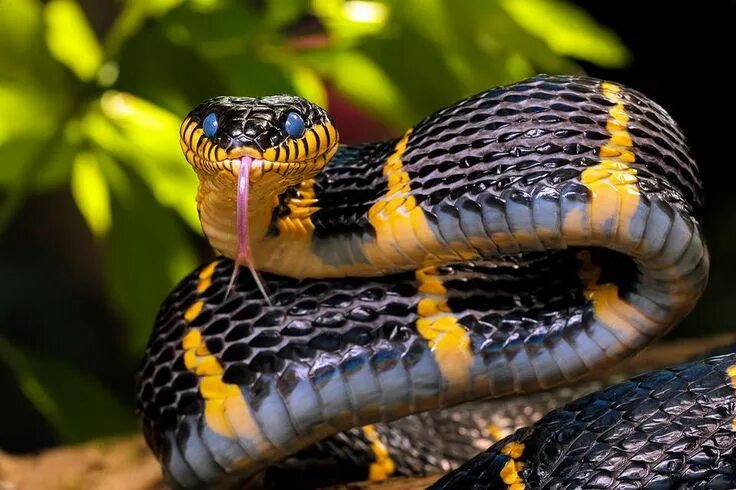 Разновидности змей фото названия змеи Facebook Snake, Beautiful snakes, Reptiles and amphibians