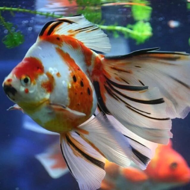 Разновидности золотых рыбок аквариумных с фото Aquarium Filters And Aquarium Supplies Goldfish aquarium, Goldfish, Ryukin goldf