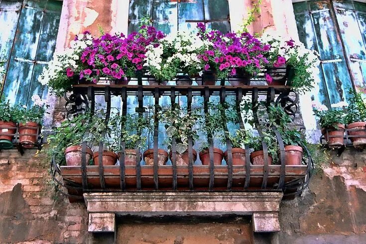 Разные балконы фото venice-flower-balcony-allen-beatty Balcony flowers, Raised garden beds diy veget