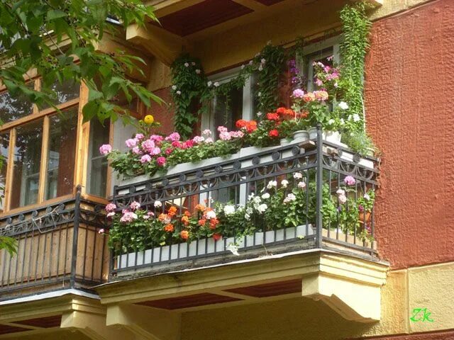 Разные балконы фото Geraniums on the balcony Geraniums, Balcony, Bloom