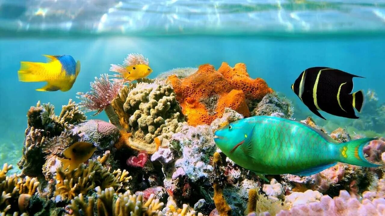 Разные фото морское Картина на холсте 40x50 LinxOne "Fishes reef ocean" интерьер для дома / декор на