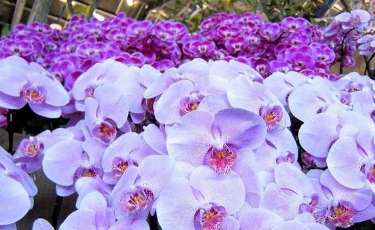 Разные фото орхидей Como Cuidar de Orquídeas