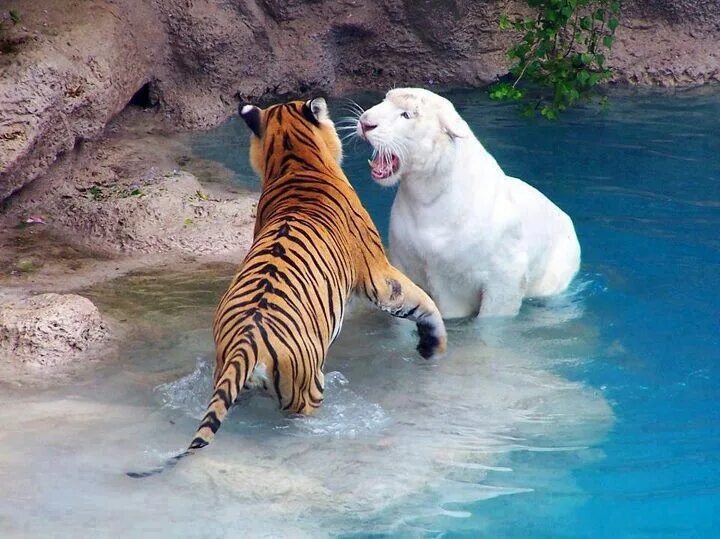 Разные хорошие фото Tiger ers Hayvan bebekler, Kediler ve yavruları, Evcil hayvan fotoğrafçılığı