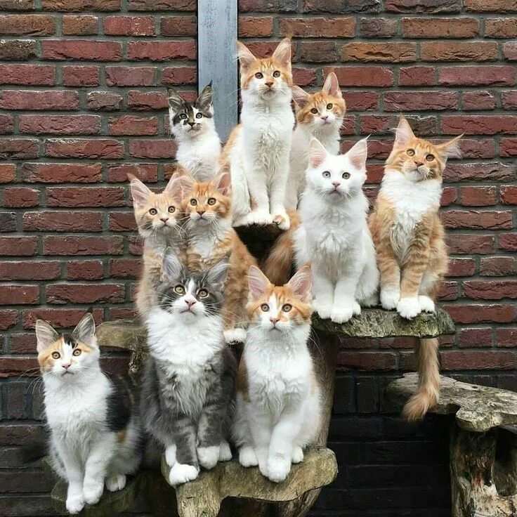 Разные котики фото Class Of 2018: This Is How Animal Daycare Class Photos Would Probably Look Like 