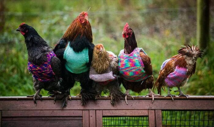 Разные курицы фото Pin by Irina on куры и птицы Chicken sweater, Chickens, Chicken owner