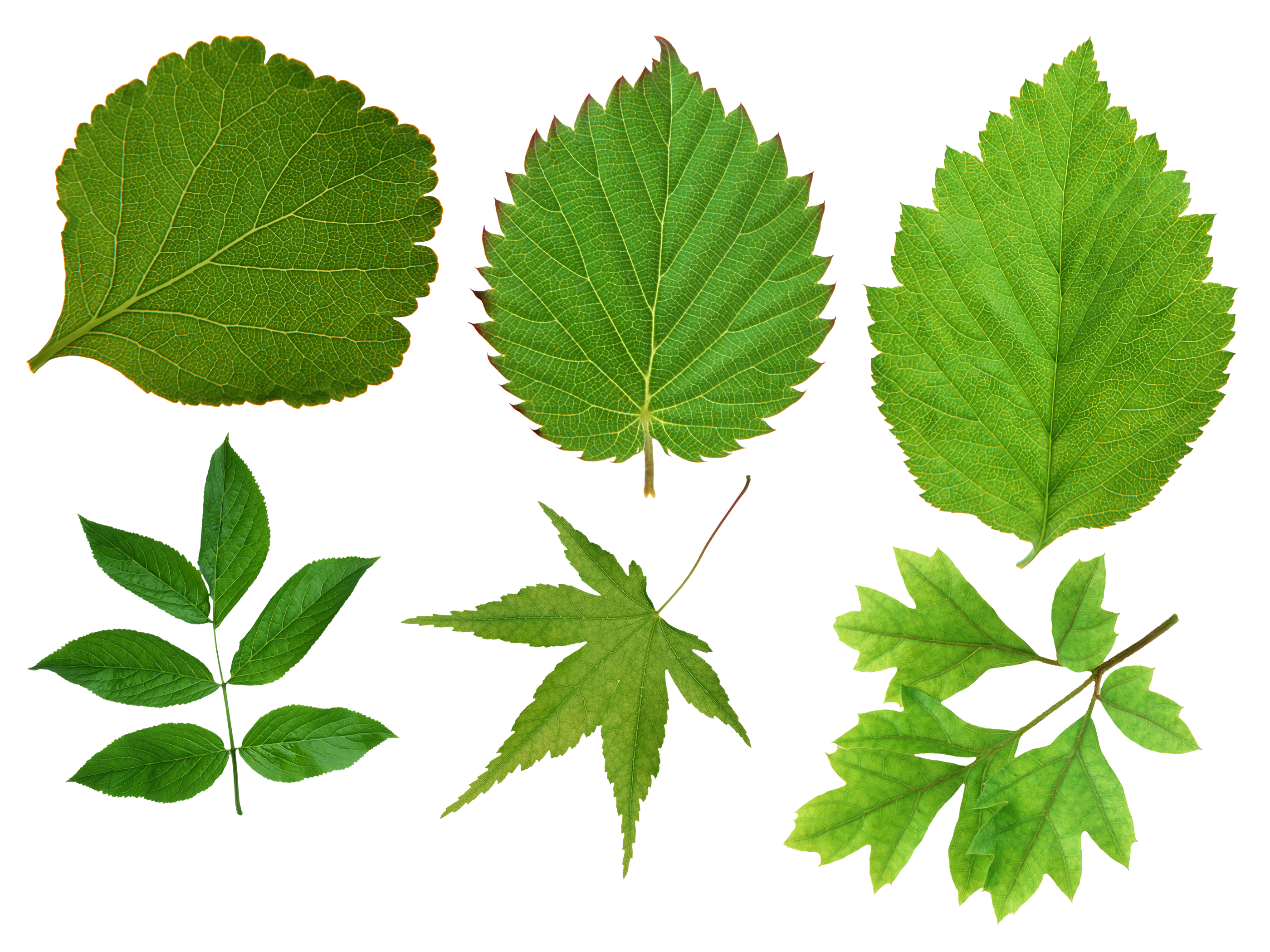 Разные листья фото Green leaf PNG Green leaves, Leaves, Green leaf background