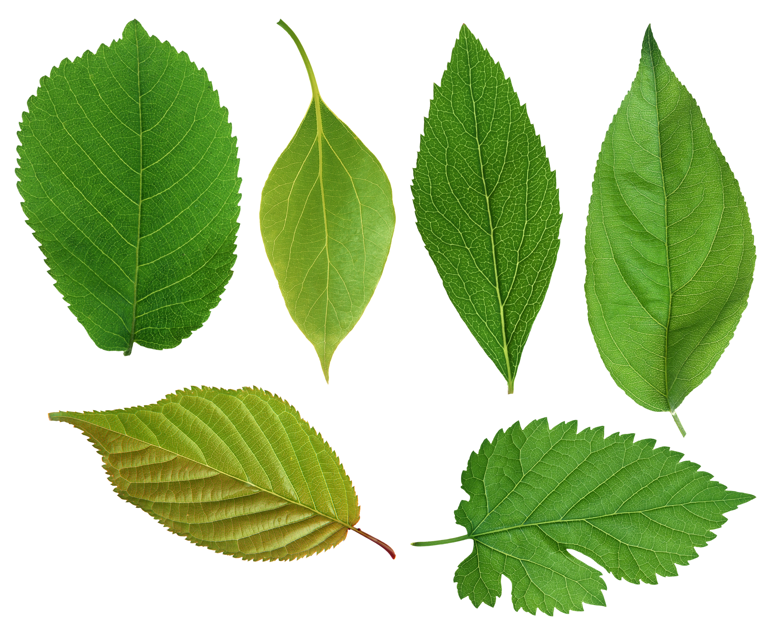 Разные листья фото Pin on inspiration // nature Green leaves, Pictures of leaves, Plant leaves