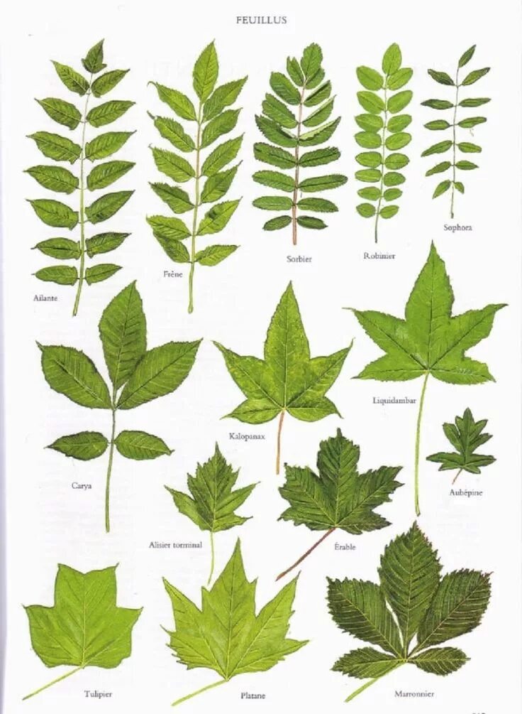 Разные листья фото Quelques feuilles d’arbres. Feuille arbre, Reconnaitre les arbres, Feuilles darb