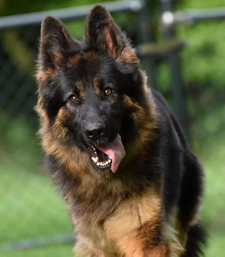 Разные овчарки фото с названиями Pin op Want a loyal friend? Get a german shepherd! Herdershond, Duitse herders, 