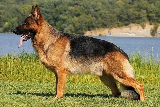 Разные овчарки фото с названиями Top 10 Most Dangerous Dog Breeds In The World German shepherd dogs, Dangerous do