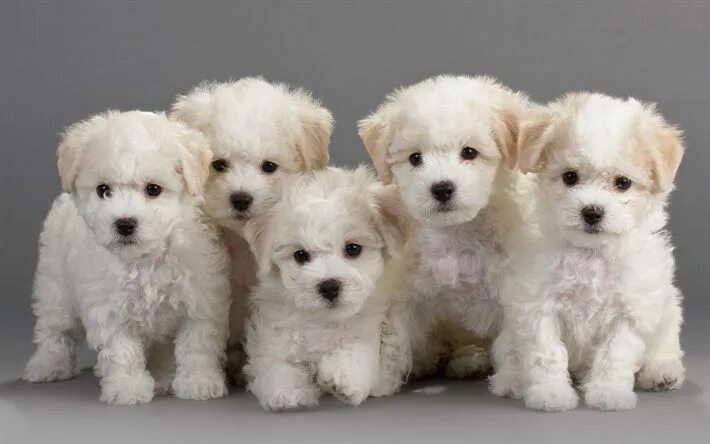 Разные щенки фото с названиями Download wallpapers Bichon Frise, Puppies, small dogs, cute animals, white puppi