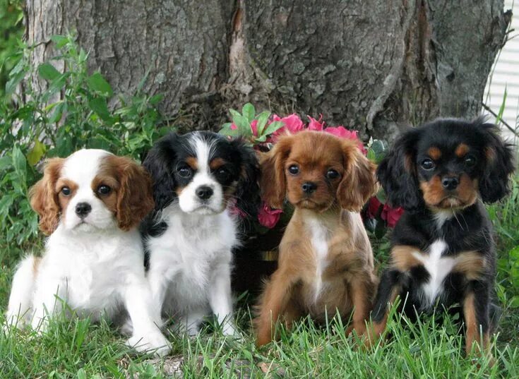 Разные щенки фото с названиями Cavalier King Charles Spaniel Puppies Cavalier king charles dog, Spaniel puppies