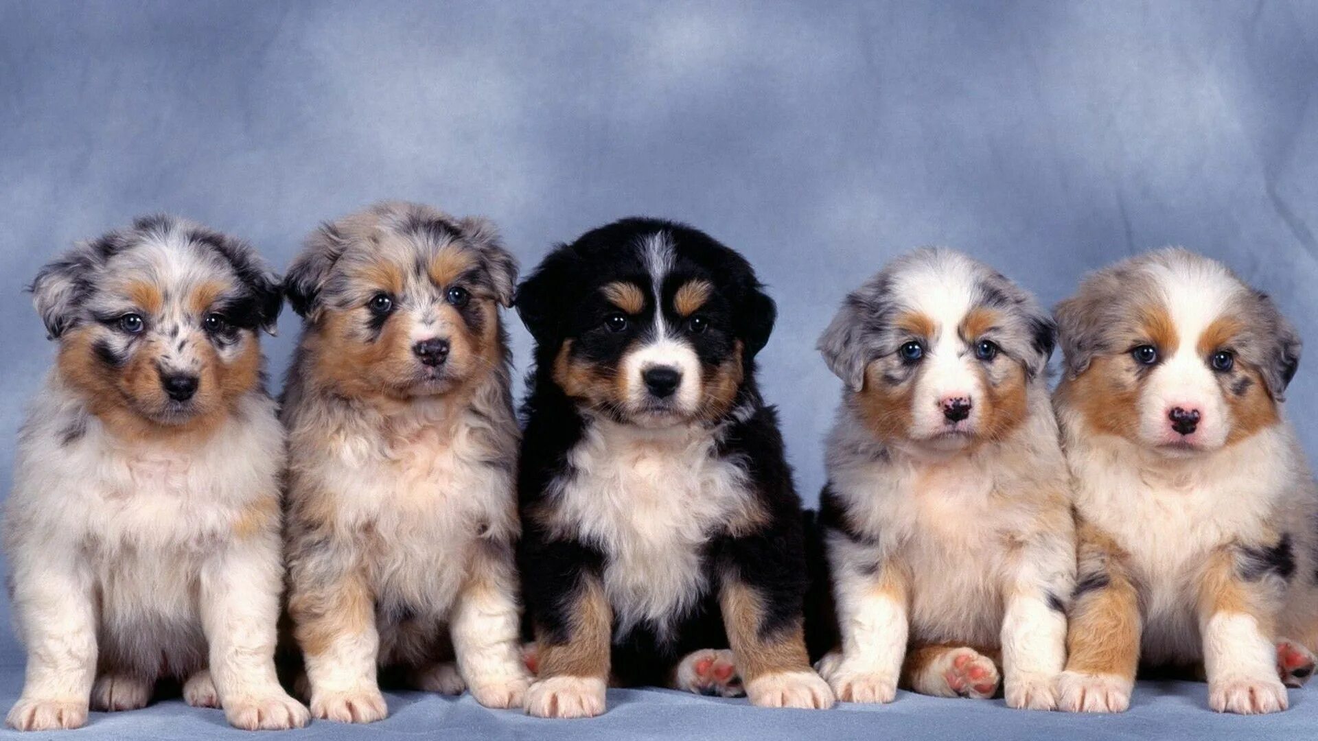 Разные щенки фото с названиями Animals australian shepherds baby blue background dogs wallpaper Australian shep