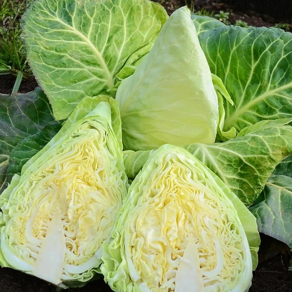 Разные сорта капусты фото 10 Cool-Season Leafy Greens for Your Garden HGTV Cabbage, Leafy greens, Tips for