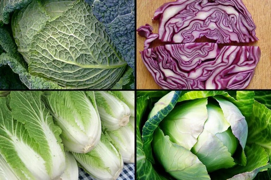 Разные сорта капусты название и фото Savoy, Red, Napa,and Green cabbage! Cabbage is great as a side dish, main dish, 