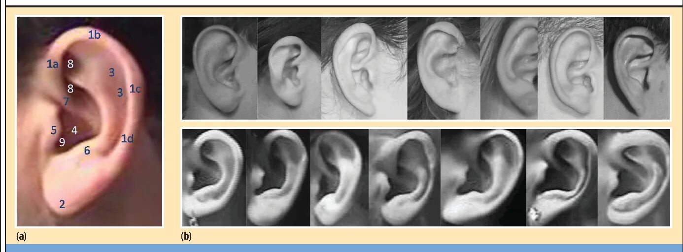 Разные уши фото Figure 1 from Human Ear Recognition Semantic Scholar