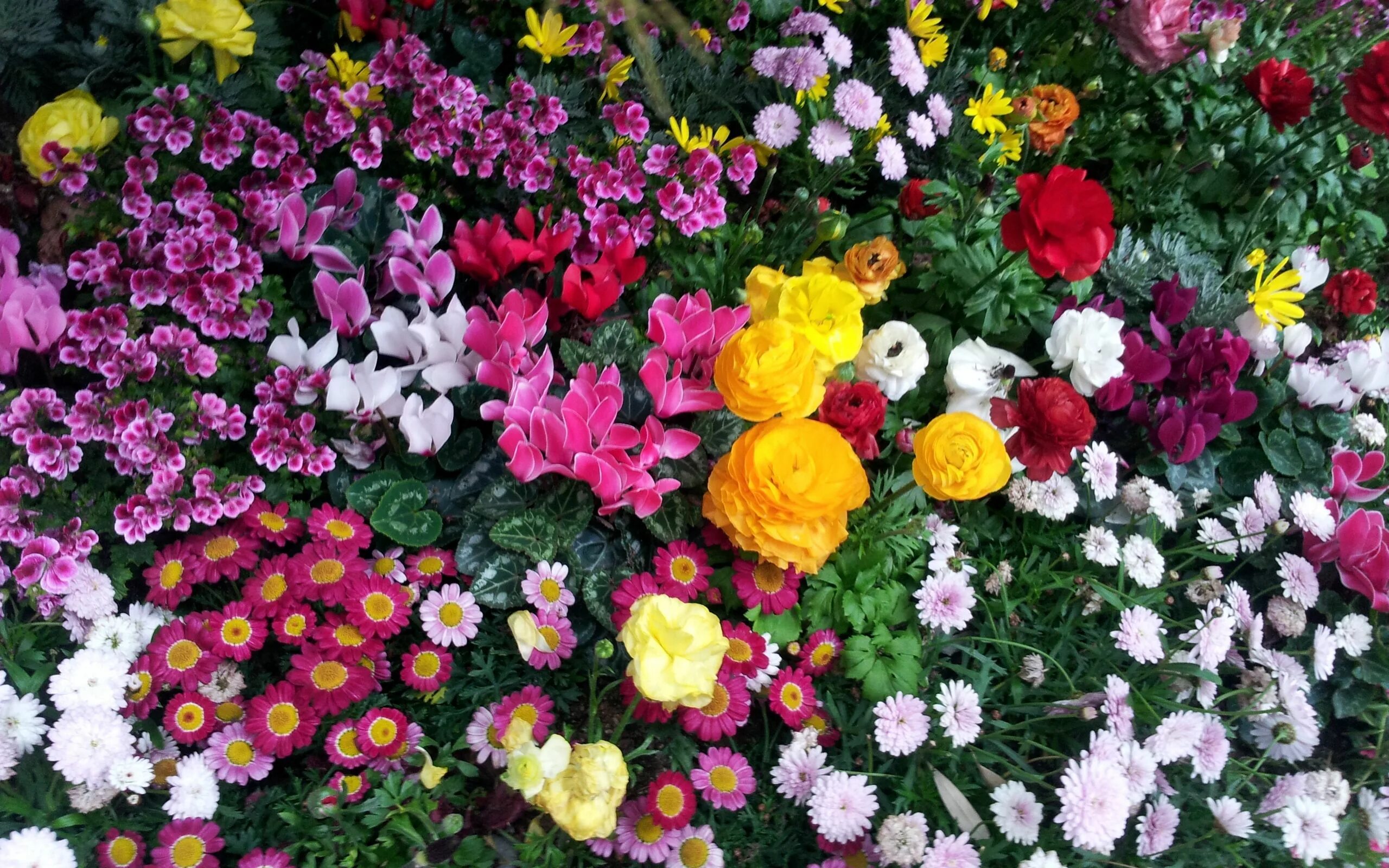 Разные виды цветов фото Download wallpaper 2560x1600 flowers, flowerbed, flora widescreen 16:10 hd backg