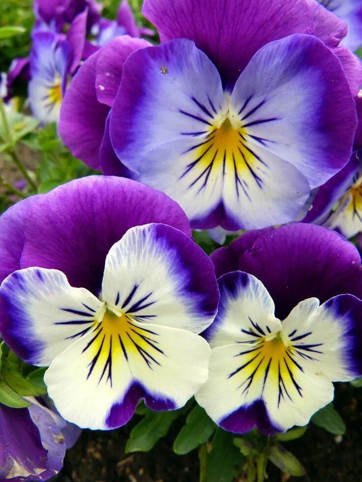 Разные виды цветов фото Early Spring Flowers Early spring flowers, Pansies flowers, Pansies