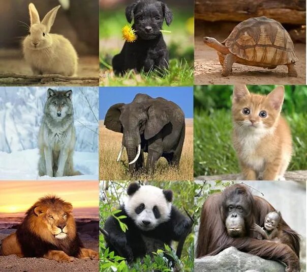 Разные виды животных фото PETITIONS FOR THE PROTECTION OF ANIMALS #зоопетиции_в_защиту_разных_животных 1. 