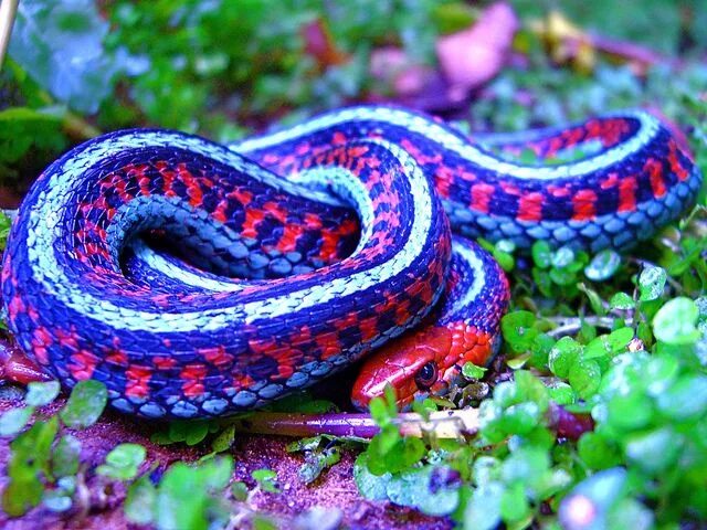 Разные змеи фото Thamnophis sirtalis infernalis; California Red-sided Garter Snake Colorful snake