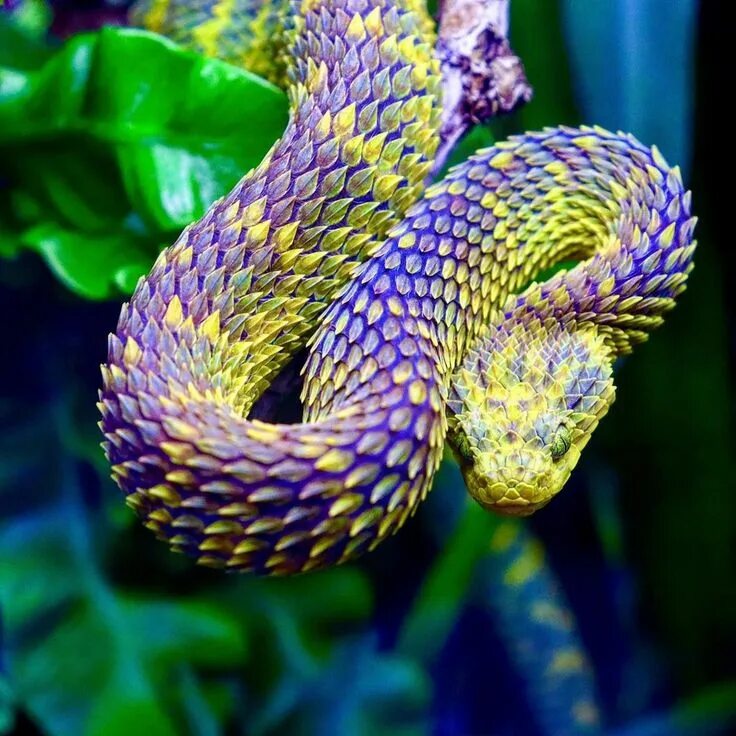 Разные змеи фото ☪ on Twitter Pretty animals, Cute reptiles, Cute snake