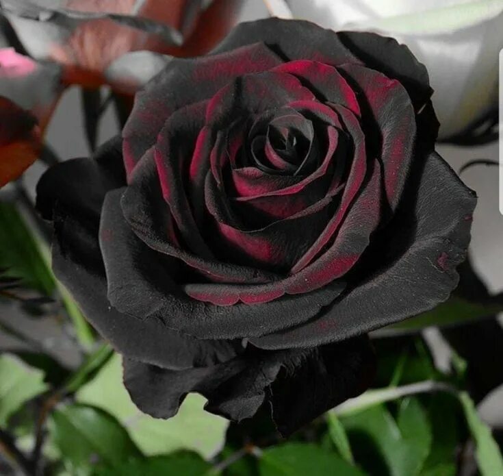 Разный черный фото fiori Beautiful rose flowers, Rare flowers, Black rose flower