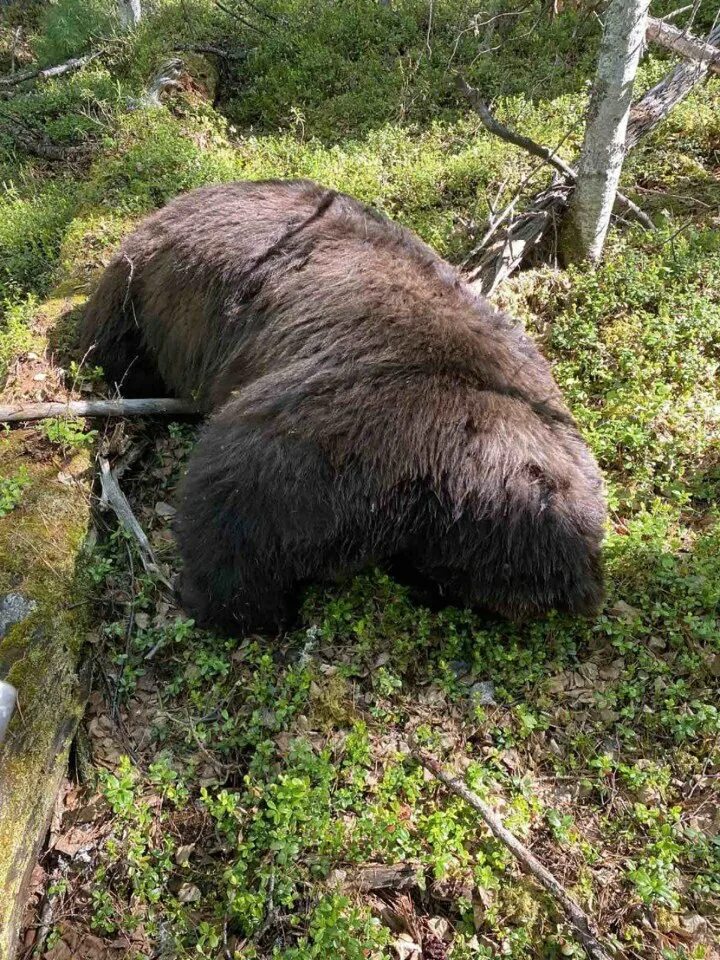 An angry bear dined with people Hands and feet everywhere. Details: https://tara