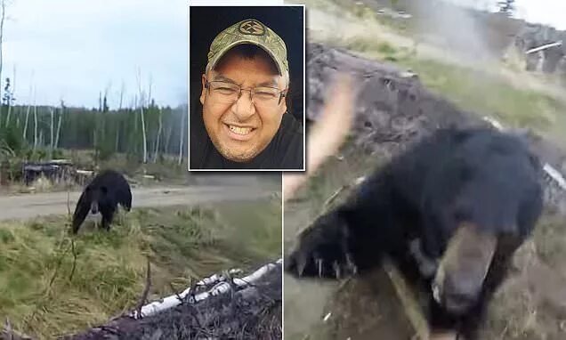 Разорванные медведем фото Video shows man in Canada attacked by a bear