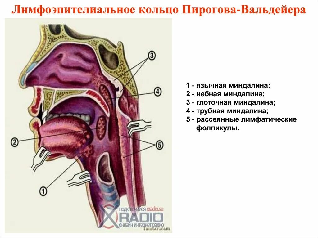 Разрастание лимфоидной ткани миндалины фото Картинки СТРОЕНИЕ НЕБНОЙ МИНДАЛИНЫ